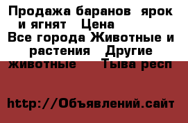 Продажа баранов, ярок и ягнят › Цена ­ 3 500 - Все города Животные и растения » Другие животные   . Тыва респ.